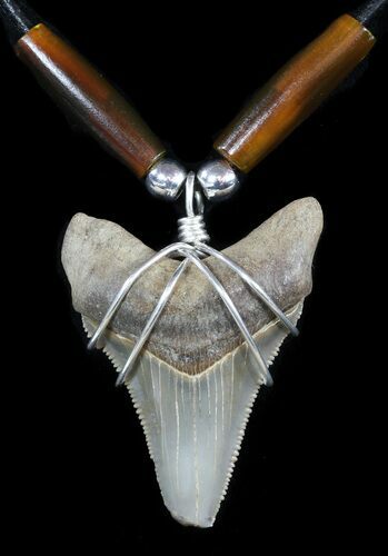 Fossil Angustiden Tooth Necklace - Megalodon Ancestor #47793
